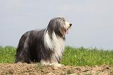 BEARDED COLLIE 117